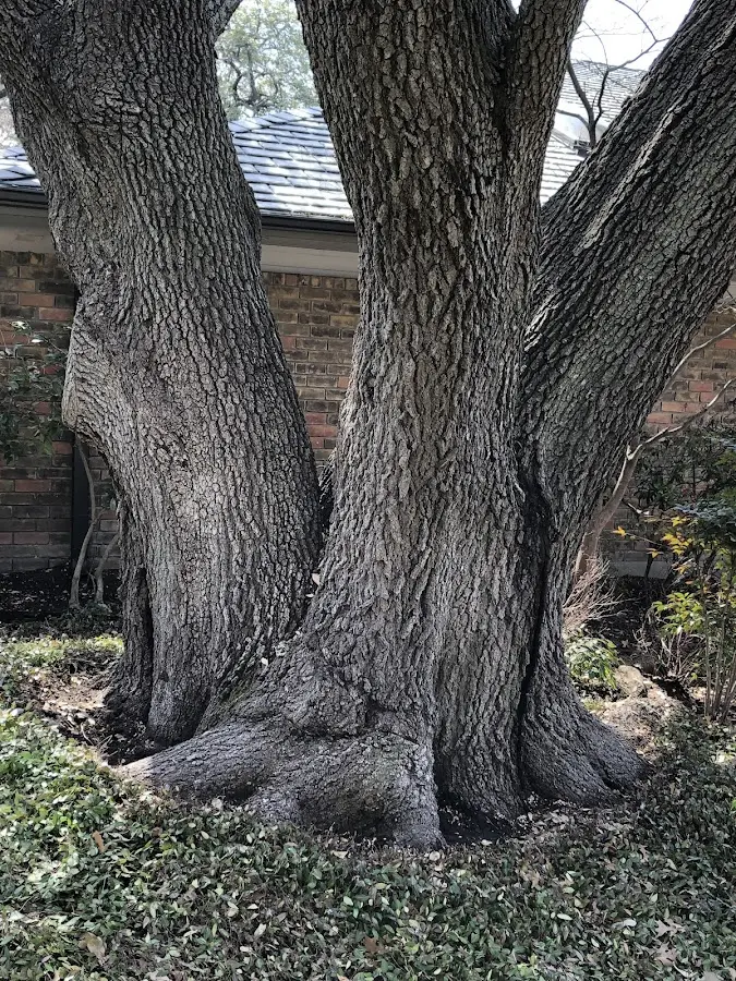 Mature heritage tree close to a Mifflintown property cared for by certified arborists